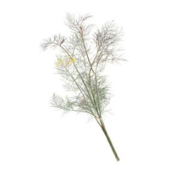 Organic Fennel, Bronze -Seedling Wonders herb fennel bronze