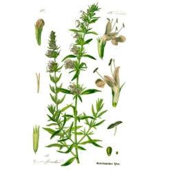 Strictly Medicinal Organic Hyssop, Official -Seedling Wonders hyssopus officinalis0