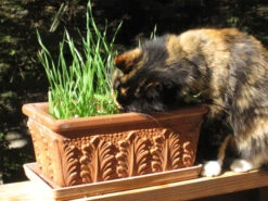 Renee's Garden Cat Treats Gourmet Mixed Greens -Seedling Wonders img 1964