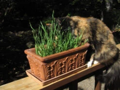 Renee's Garden Cat Treats Gourmet Mixed Greens -Seedling Wonders img 1965