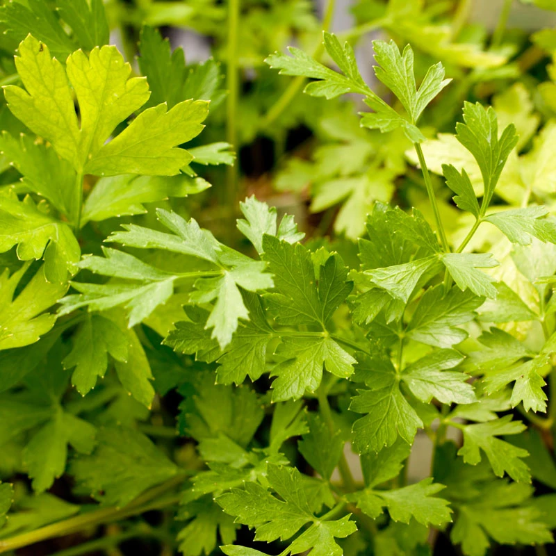 Organic Parsley, Italian (1/4 Lb) 3 Organic Parsley, Italian (1/4 Lb) - Image 3