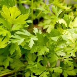 Organic Parsley, Italian -Seedling Wonders italian a 1