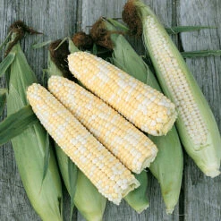 Double Standard Corn Seeds (Organic) -Seedling Wonders jssdoublestand.cat web
