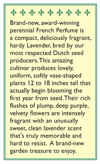 Renee's Garden Lavender French Perfume 3 Renee's Garden Lavender French Perfume - Image 3