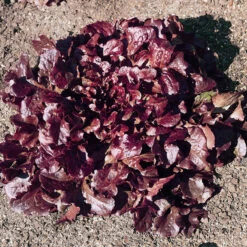 Red Oakleaf Lettuce Seeds (Organic) 6 Red Oakleaf Lettuce Seeds (Organic) -Seedling Wonders lettuce red oakleaf