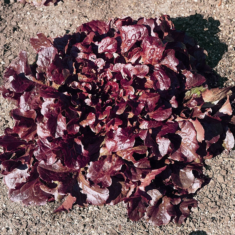 Red Oakleaf Lettuce Seeds (Organic) 3 Red Oakleaf Lettuce Seeds (Organic) - Image 3