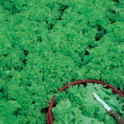 Tango Lettuce Seeds (Organic) -Seedling Wonders lettuce tango 1