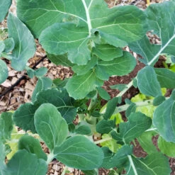 Marrowstem Kale Seeds (Organic) 5 Marrowstem Kale Seeds (Organic) -Seedling Wonders marrowstem kale leaves