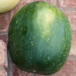 Moon & Stars Watermelon Seeds (Organic) -Seedling Wonders moon stars 0001 1