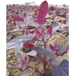 Red Orach Seeds (Organic) -Seedling Wonders orach ruby 2 1