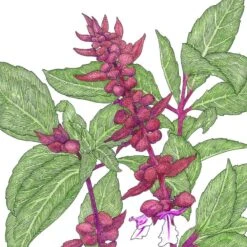 Organic Basil, Thai (1 Oz)