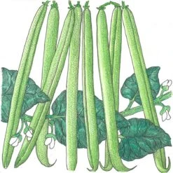 Organic Bean, Bush Provider (1/2 Lb)