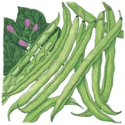 Organic Bean, Bush Tendergreen (1/2 Lb)