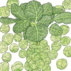Organic Brussels Sprouts, Danmark 21 (1 Oz)
