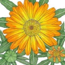 Organic Calendula, Orange (1 Oz)