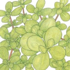 Organic Greens, Purslane (1 Oz)