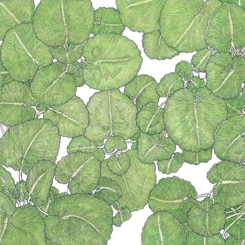 Organic Greens, Watercress (1 Oz) 1 Organic Greens, Watercress (1 Oz)