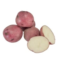 Norland Red Potato (Organic)