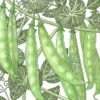 Organic Pea, Sugar Snap (1/2 Lb)
