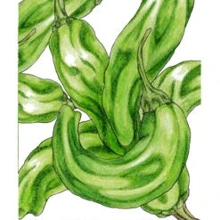 Organic Pepper, Shishito (1 Oz)