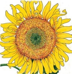 Organic Sunflower, Russian Mammoth (1/4 Lb)
