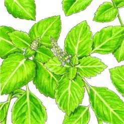Organic Tulsi, Kapoor (1 Oz)