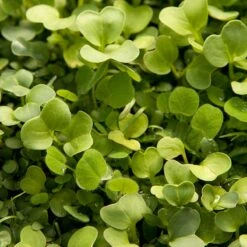 Peaceful Valley Good Bug Blend - Nitrocoated (lb) -Seedling Wonders pbe970 2 web