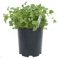 Peaceful Valley Good Bug Blend - Nitrocoated (lb) -Seedling Wonders pbe970 a