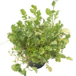 Peaceful Valley Good Bug Blend - Nitrocoated (lb) -Seedling Wonders pbe970 b