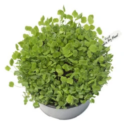 Peaceful Valley Low-Growing Good Bug Blend - Nitrocoated (lb) -Seedling Wonders pbe980 a