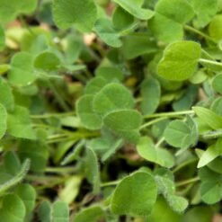 Peaceful Valley Low-Growing Good Bug Blend - Nitrocoated (lb) -Seedling Wonders pbe980 web