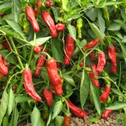 Shishito Pepper Seeds (Organic) -Seedling Wonders pepper shishito 1 web