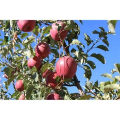 Isomate-CTT Confusion Lures (400 Lures) (OID COMM) -Seedling Wonders pit691 web2