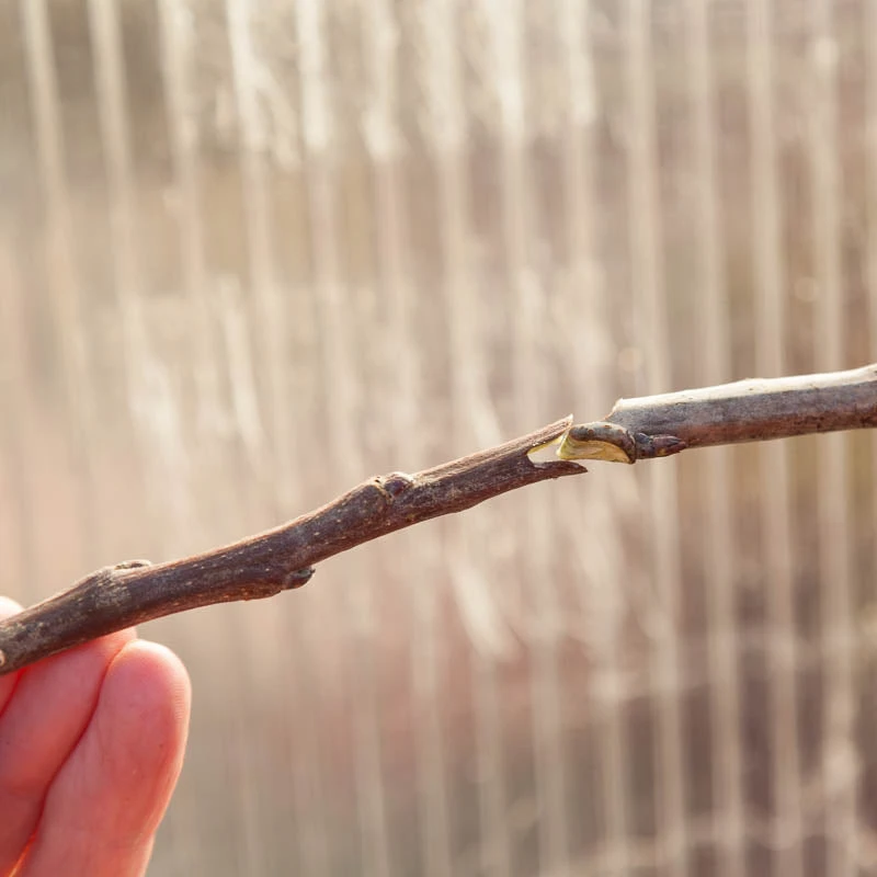 Zenport Grafting Tool - Omega Style 2 Zenport Grafting Tool - Omega Style - Image 2