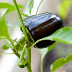 Purple Beauty Sweet Pepper Seeds (Organic) 6 Purple Beauty Sweet Pepper Seeds (Organic) -Seedling Wonders purple beauty