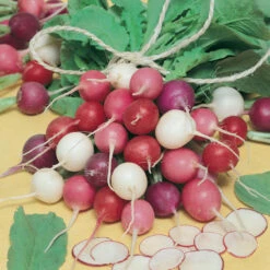 Easter Egg Mix Radish Seeds (Organic) 5 Easter Egg Mix Radish Seeds (Organic) -Seedling Wonders radish easter egg