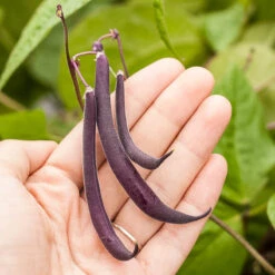 Organic Bean, Bush Royalty Purple Pod (1/2 Lb) -Seedling Wonders royalty purple pod 9 1 1 1
