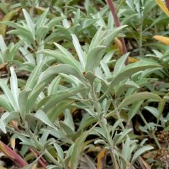 Strictly Medicinal Organic White Sage -Seedling Wonders snv 7016 web