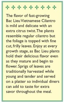 Renee's Garden Cilantro Vietnamese Bac Lieu (Heirloom) 5 Renee's Garden Cilantro Vietnamese Bac Lieu (Heirloom) -Seedling Wonders snv4225 b