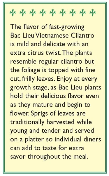 Renee's Garden Cilantro Vietnamese Bac Lieu (Heirloom) 3 Renee's Garden Cilantro Vietnamese Bac Lieu (Heirloom) - Image 3