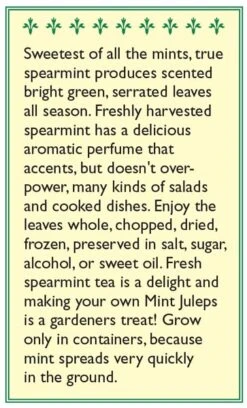 Renee's Garden Spearmint Italian (Heirloom) -Seedling Wonders snv4226 b