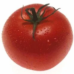 Organic Tomato, Burbank (1 Oz) -Seedling Wonders snv5424 hi 1