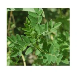 Strictly Medicinal Organic Astragalus -Seedling Wonders snv7004 web