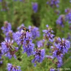 Strictly Medicinal Organic Hyssop, Official -Seedling Wonders snv7025b