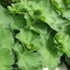 Strictly Medicinal Organic Lady's Mantle -Seedling Wonders snv7026b