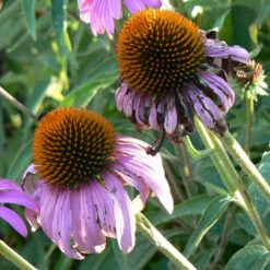 Strictly Medicinal Organic Coneflower, Narrow-leaved -Seedling Wonders snv7030b