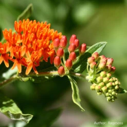 Strictly Medicinal Organic Pleurisy Root -Seedling Wonders snv7032b