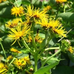 Strictly Medicinal Organic Elecampane, Official -Seedling Wonders snv7044 web