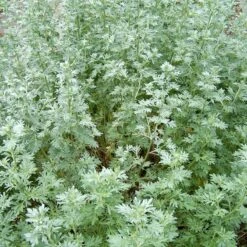 Strictly Medicinal Organic Wormwood -Seedling Wonders snv7089 web