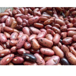 Rosso Di Lucca Bush Bean Seeds (Organic) -Seedling Wonders snv8009 web3